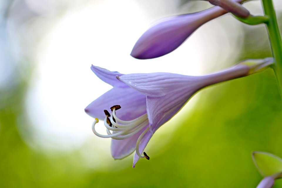 Forest flowers landscape