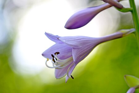 Forest flowers landscape