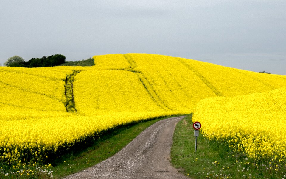 Blossom oilseed nature
