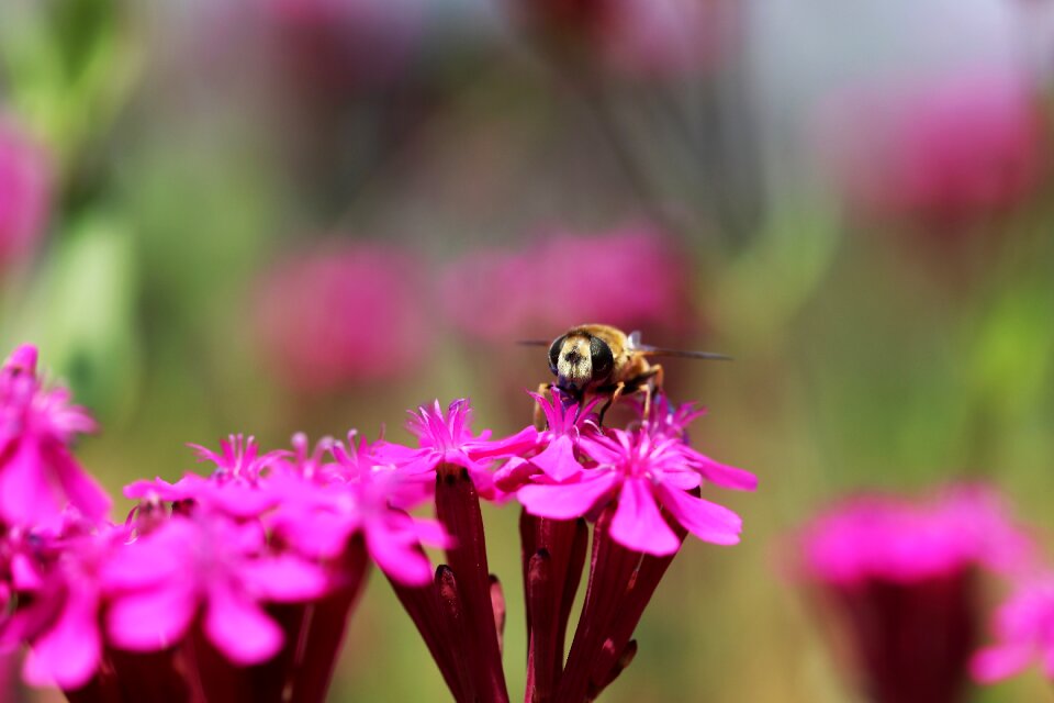 Pink spring flowers hwasaham