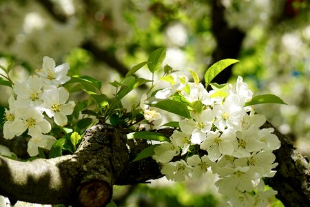 Cherry blossom bloom flowers