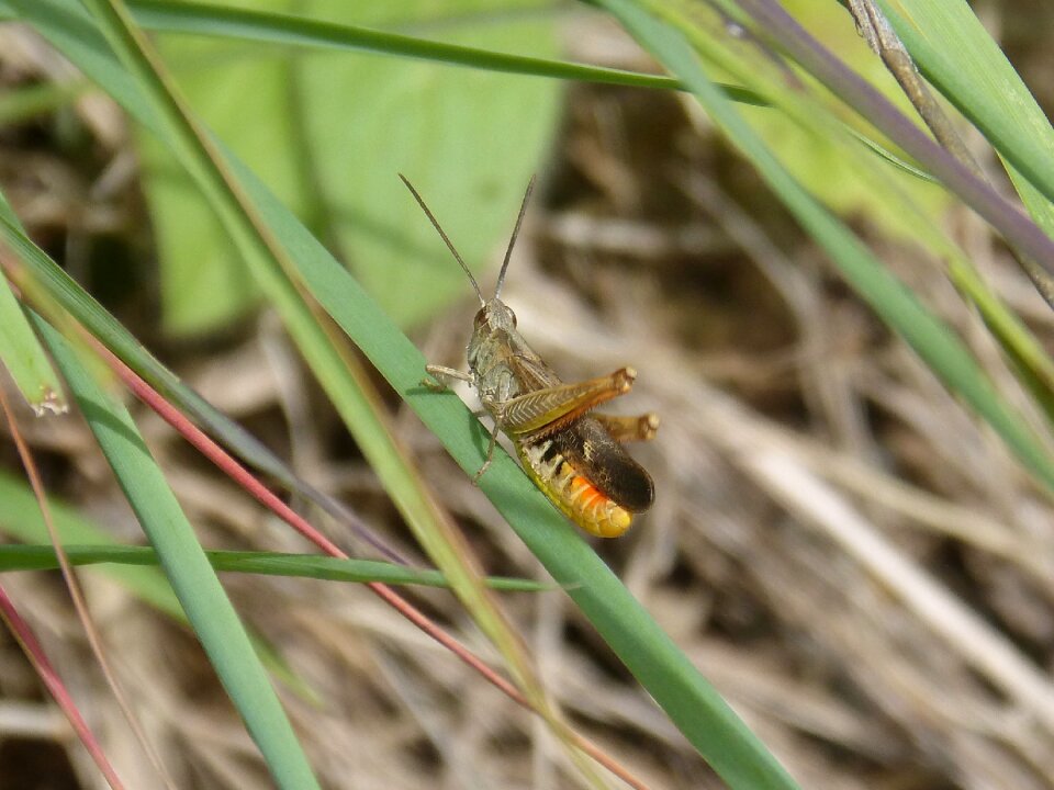 Cri cri leaf gryllidae