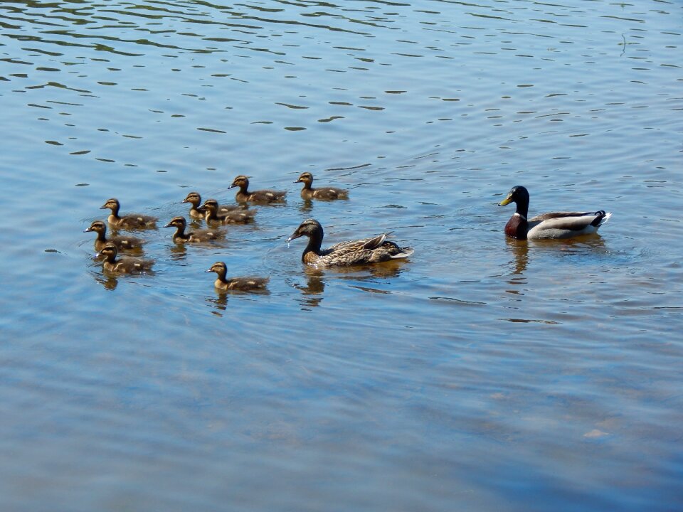 Wildlife pond nature photo