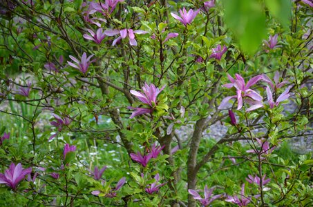 Violet spring nature photo