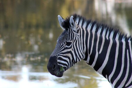 Wildlife wild africa