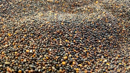 Quinoa black cereal