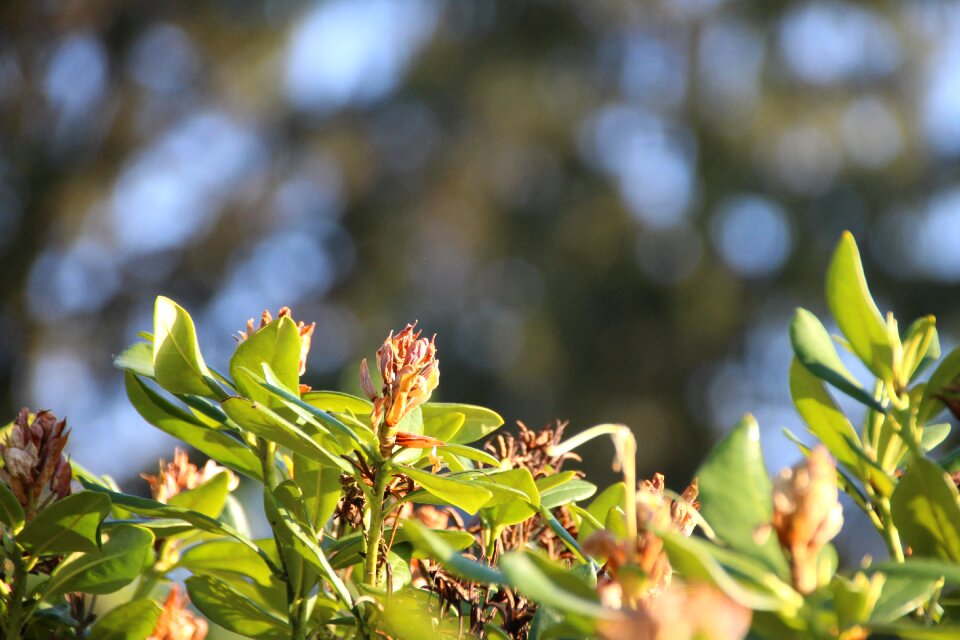 Bush flowers green