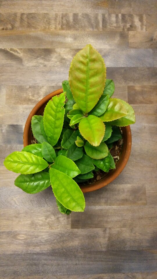 Plant tea flowerpot