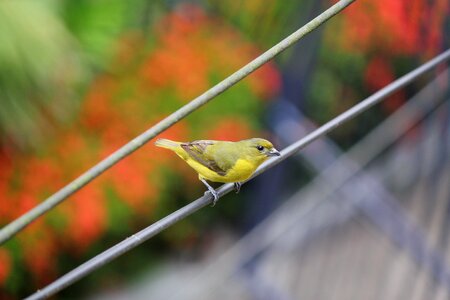 Bird stopped cable