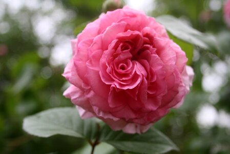 Flower petal romantic
