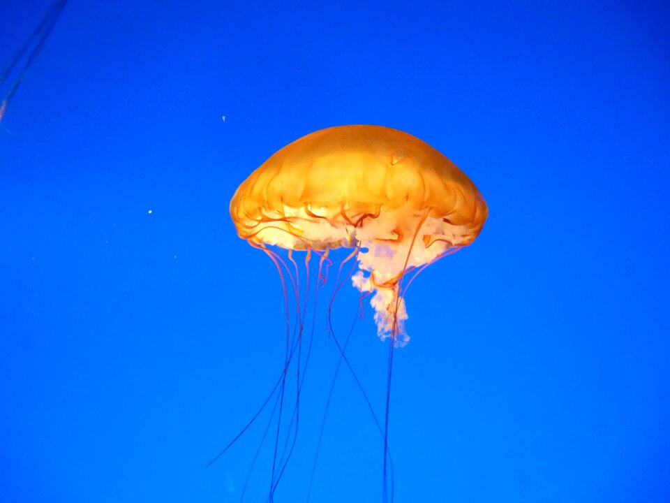 Underwater tentacle mollusk photo