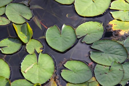Lake lilly lillypad