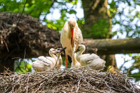Rattle stork brood care young photo