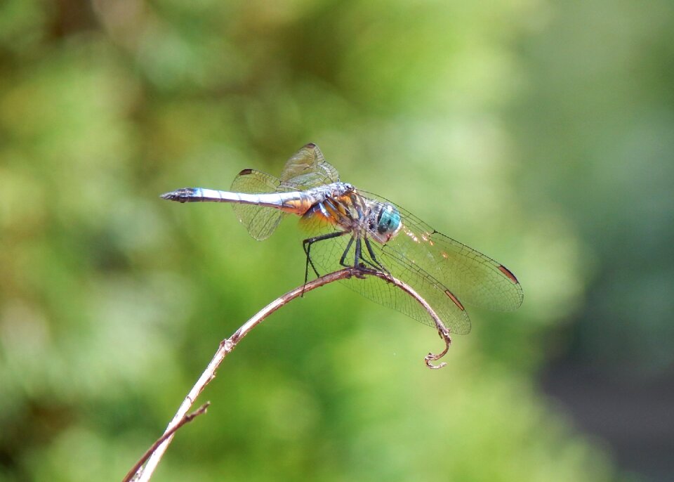 Fly nature summer