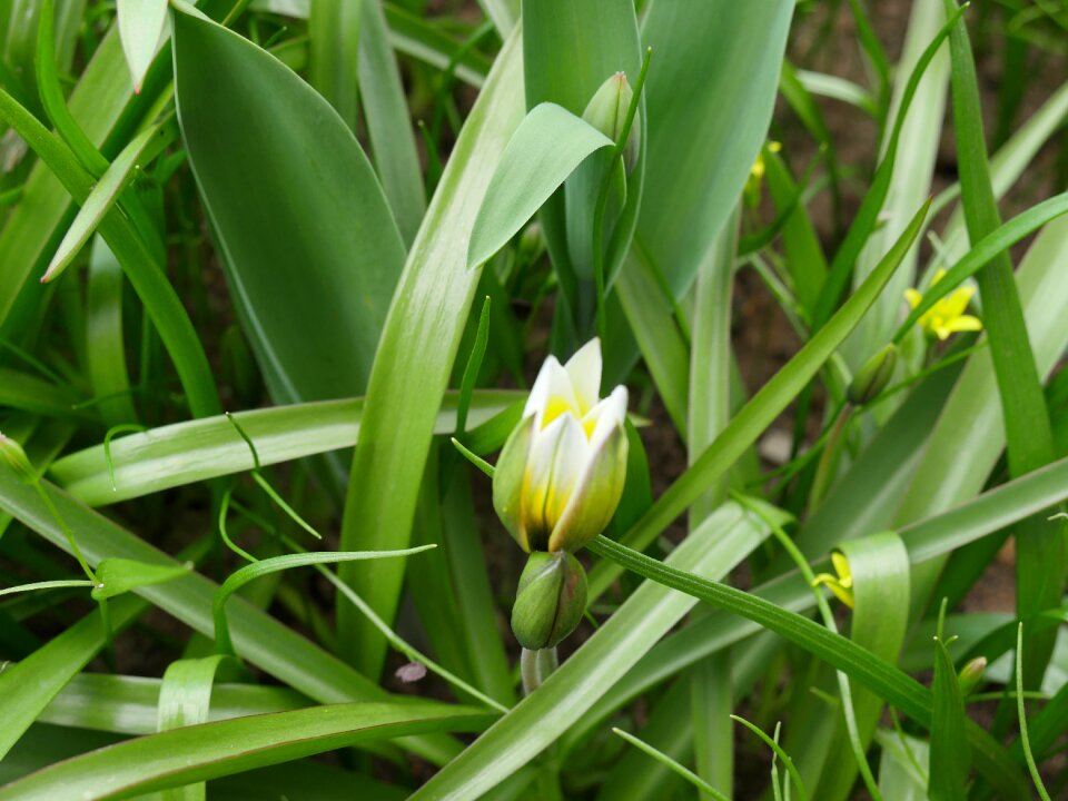 Spring bloom garden flower