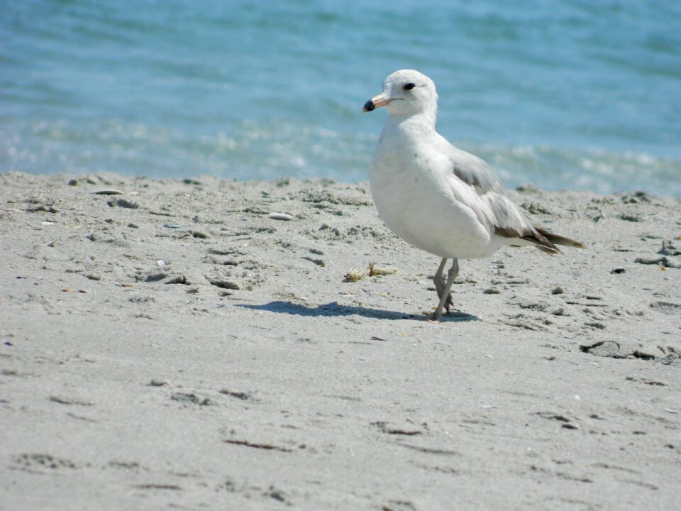 Ocean beach photo