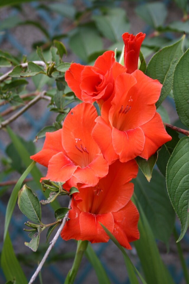 Red lily garden