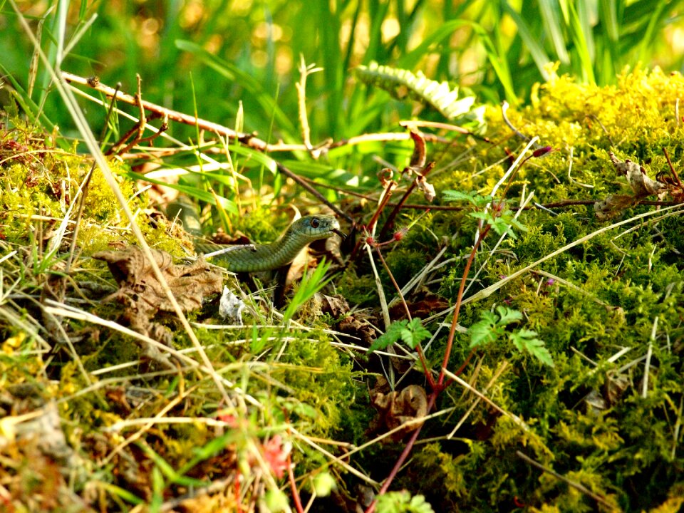 Snake forest animals