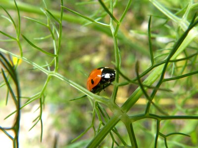 Insect fennel coccinella septempunctata