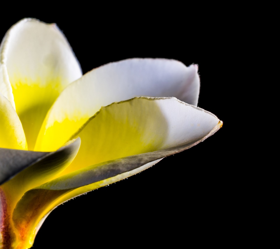 Blossom bloom white yellow