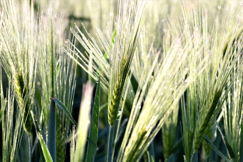 Spike cereals grain