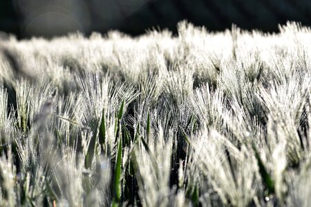 Wheat field arable spike photo