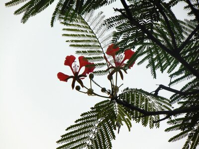 Flower phoenix nice