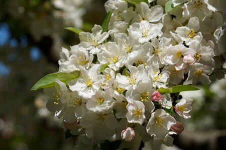 Nature tree cherry blossom