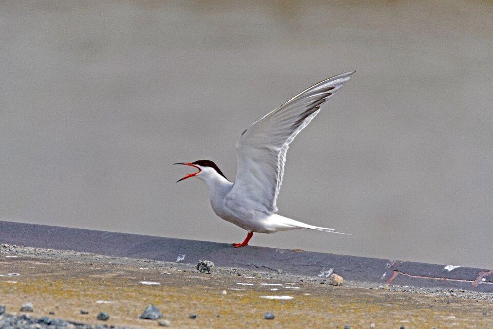 River tern tern bird