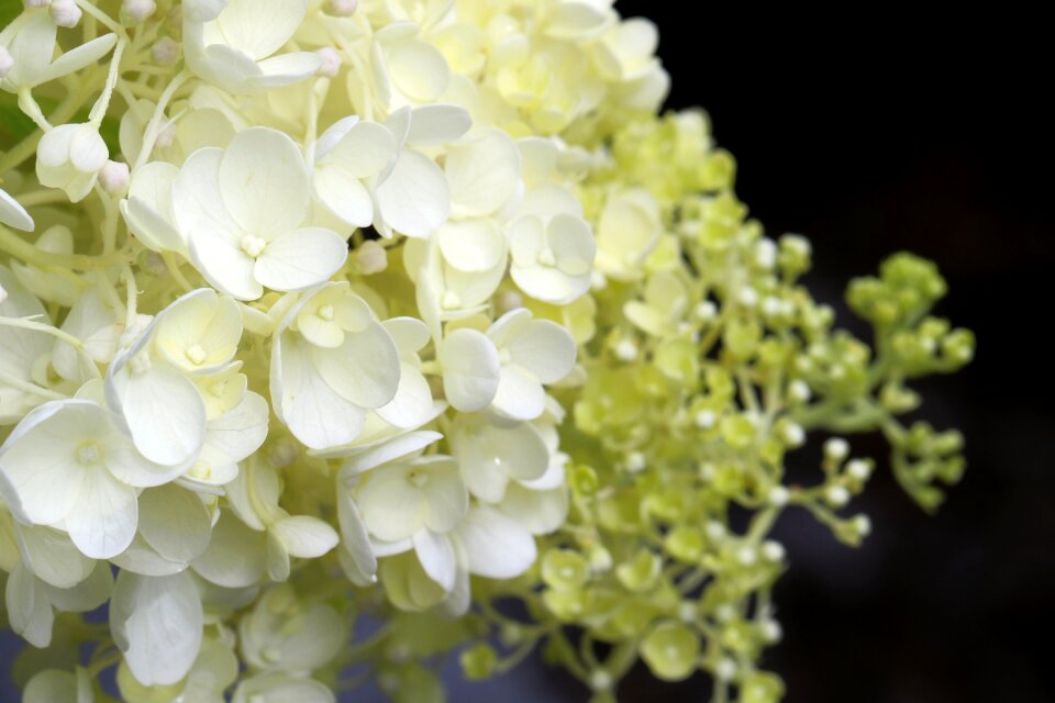 Forest flowers landscape