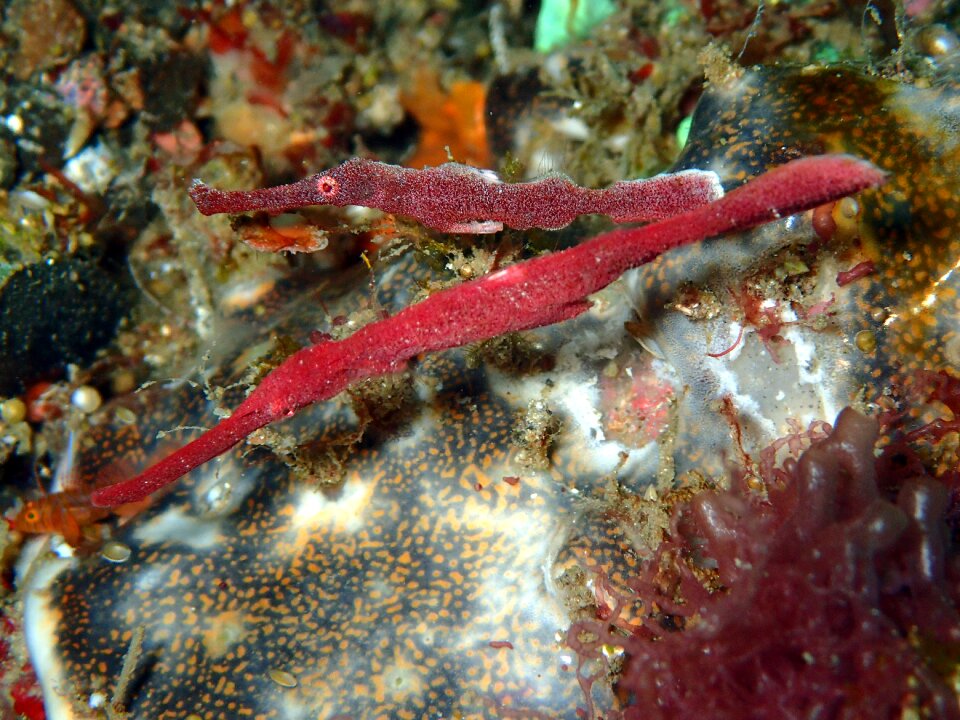 Ornate ghost pipefish photo