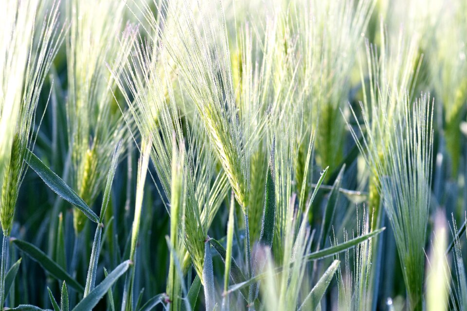 Spike cereals grain