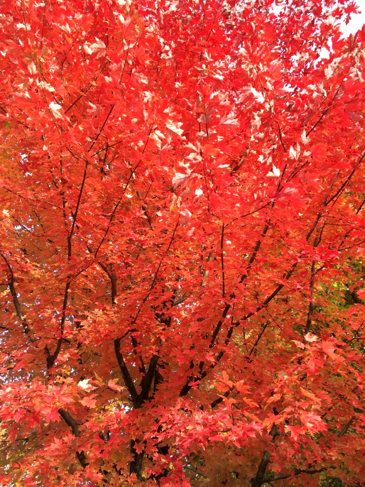 Autumn red leaves