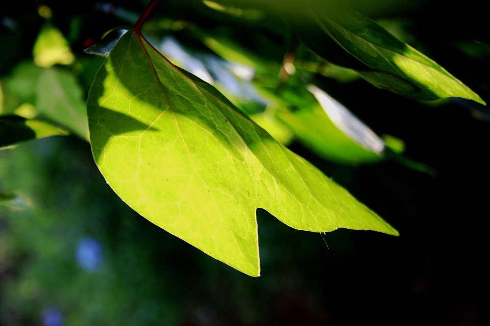 Green translucent sunlight