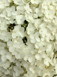 White flowers flower