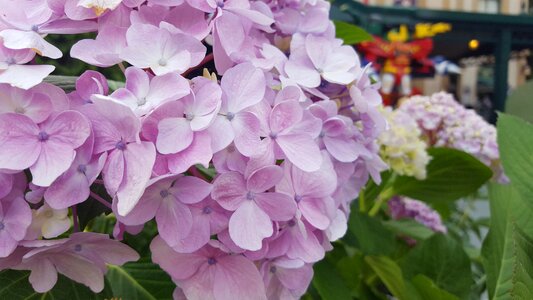 Pink flower potted plant flower garden