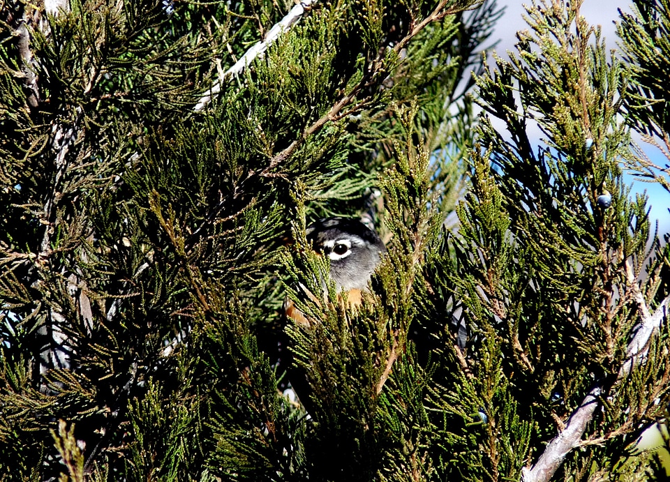 Hiding eye songbird
