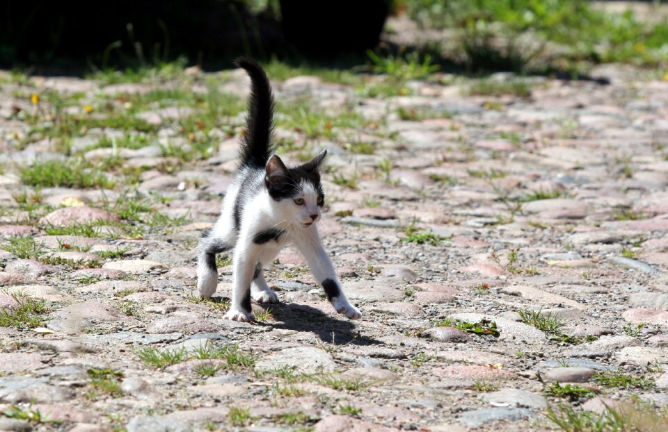 Puppy kitten cobblestones