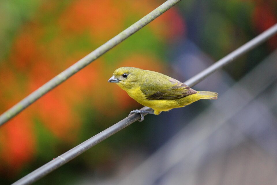Bird looking at yellow