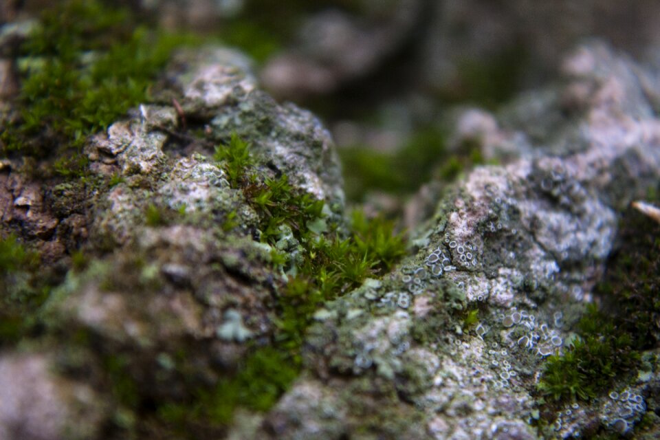 Closeup nature forest