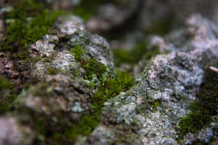 Closeup nature forest