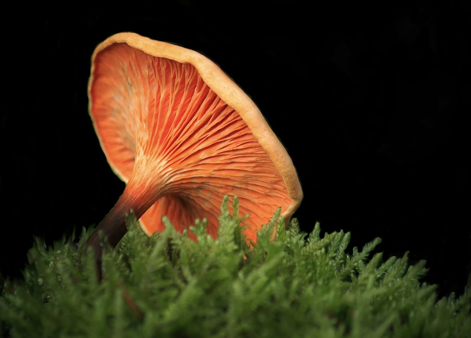Forest autumn moss