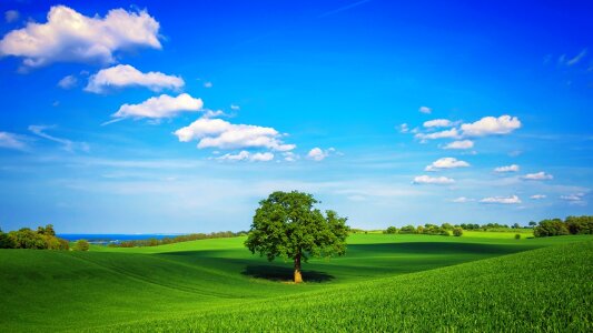 Field tree clouds