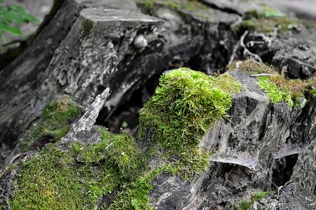 Stump moss forest