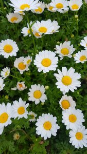 Potted plant flower garden little flower