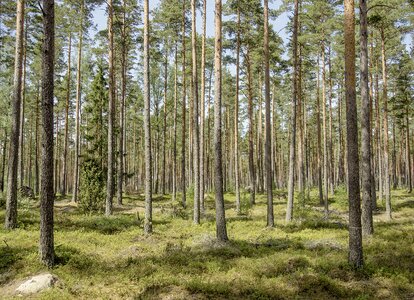 Pines sweden greenery photo