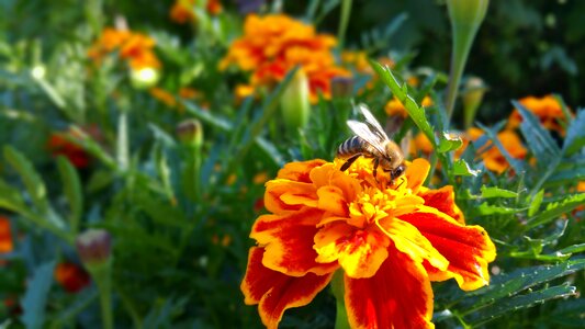 Flower bee nature photo