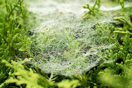 Nature web fog photo