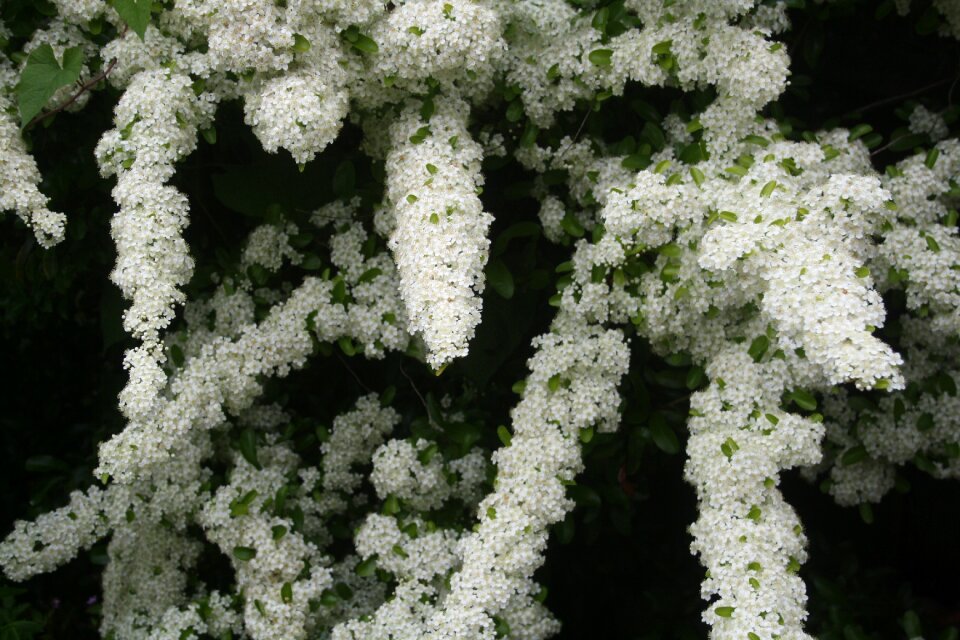 Plant bush berry