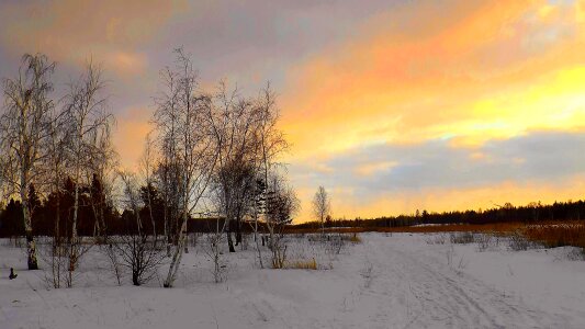 Living nature colorful winter